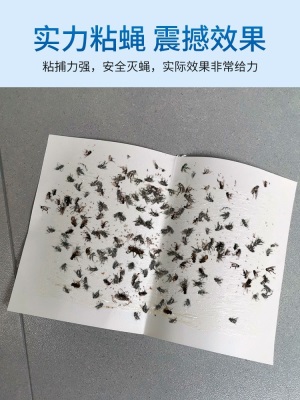 苍蝇贴纸强力粘蝇纸板药灭蝇诱杀神器捕捉器蚊虫子克星一扫光家用s488