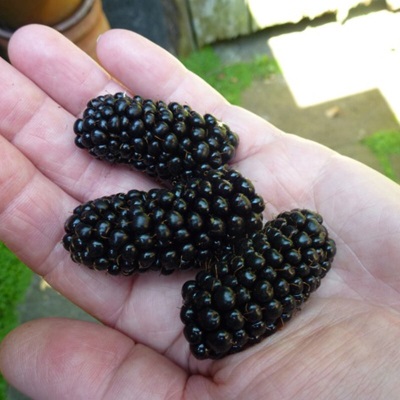 虹越（HONGYUE）2023新品果苗 黑莓树莓盆栽苗  家庭休闲种植果树苗 双季黑莓 冰甜s507
