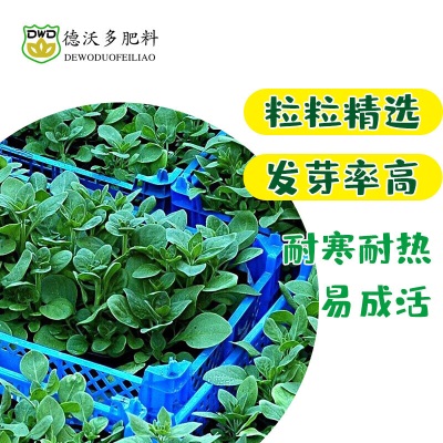 德沃多肥料种子大叶菠菜*3袋+生物有机肥250g草籽蔬菜花种子四季播种盆栽s509