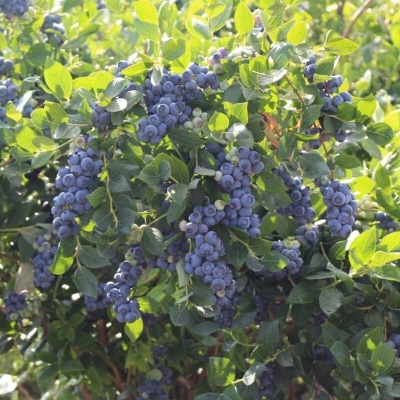 虹越（HONGYUE）2023蓝莓果苗盆栽苗 南方北方庭院阳台种植果树苗 追雪s507