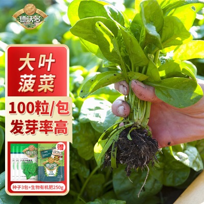 德沃多肥料种子大叶菠菜*3袋+生物有机肥250g草籽蔬菜花种子四季播种盆栽s509