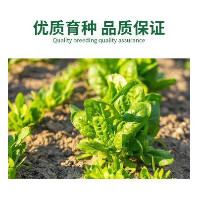德沃多肥料种子玻璃生菜*3袋+生物有机肥250g草籽蔬菜种花种子四季播种盆栽s509
