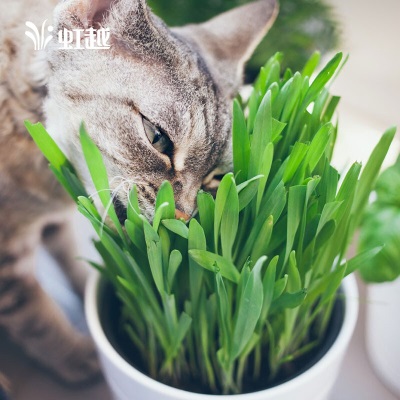 萌吖吖猫薄荷麦草猫草种子 多年生草本种子 猫薄荷