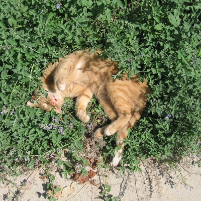萌吖吖猫薄荷麦草猫草种子 多年生草本种子 猫薄荷
