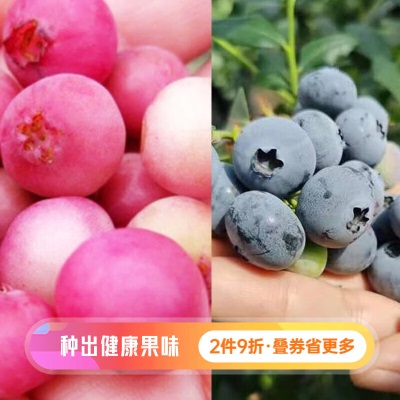 虹越（HONGYUE）2023新品蓝莓果树盆栽苗 家庭休闲种植果苗 一号蓝莓s507