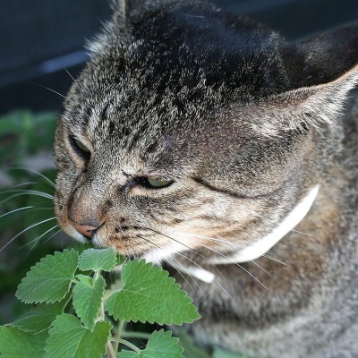 萌吖吖猫薄荷麦草猫草种子 多年生草本种子 猫薄荷