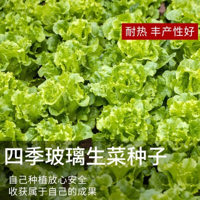 德沃多肥料种子玻璃生菜*3袋+生物有机肥250g草籽蔬菜种花种子四季播种盆栽s509