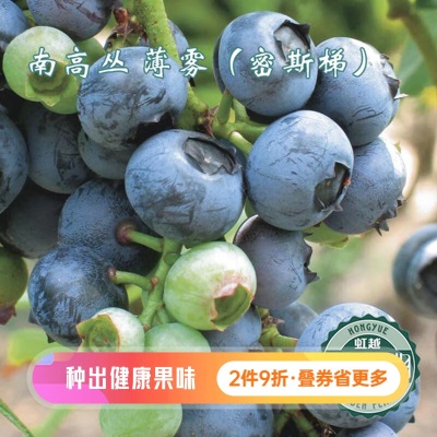 虹越（HONGYUE）2023新品蓝莓果树盆栽苗 家庭休闲种植果苗 一号蓝莓s507
