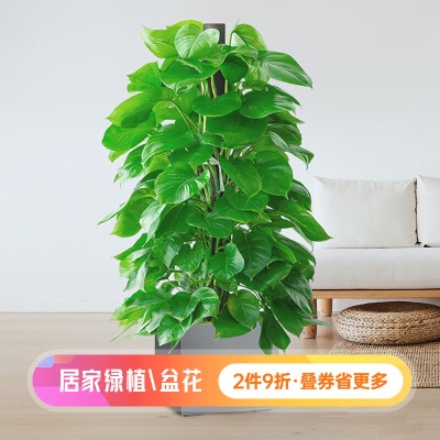 虹越高档精品大型观叶绿植绿萝柱 美观吸甲醛盆栽s507