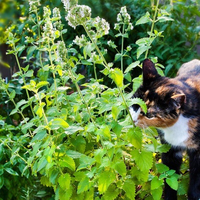 萌吖吖猫薄荷麦草猫草种子 多年生草本种子 猫薄荷