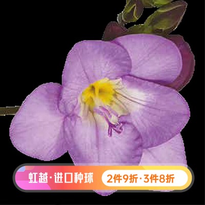 虹越2023进口小苍兰裸球 香雪兰多年生观赏花卉裸球花卉s507