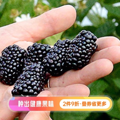 虹越（HONGYUE）2023新品果苗 黑莓树莓盆栽苗  家庭休闲种植果树苗 双季黑莓 冰甜s507