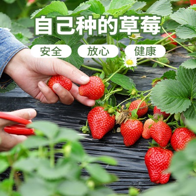 德沃多肥料草莓种子*5袋s509
