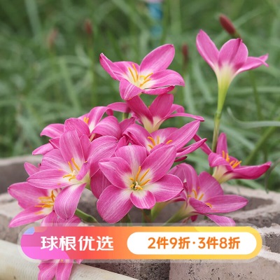 【虹越】风雨兰种球  多年生观花植物 阳台花园庭院易爆花秋根花卉裸球 重白s507