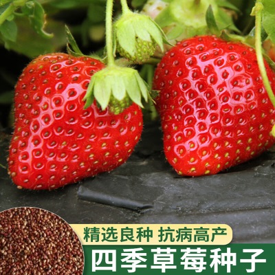 德沃多肥料草莓种子*5袋s509