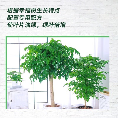 德沃多肥料幸福树植物营养液免稀释500mL*2园艺盆栽花肥水培花卉绿植叶面肥s509