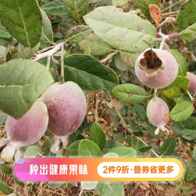 虹越（HONGYUE）新优果苗 菲油果盆栽苗  花园常绿果树苗 虹安精选1加仑s507