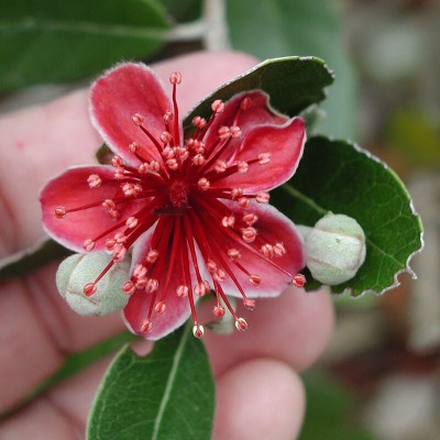 虹越（HONGYUE）新优果苗 菲油果盆栽苗  花园常绿果树苗 虹安精选1加仑s507