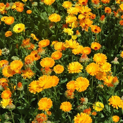 萌吖吖花卉种子 花园庭院阳台赏花切花种子 勋章菊
