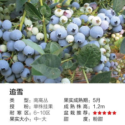 虹越（HONGYUE）2023蓝莓果苗盆栽苗 南方北方庭院阳台种植果树苗 追雪s507