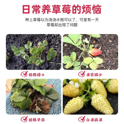 德沃多肥料草莓生长专用植物营养液600ml园艺绿植盆栽养花肥料水培种植盆景s509