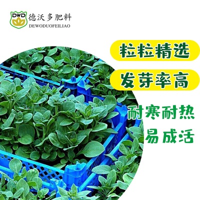 德沃多肥料种子11包+有机羊粪肥1250g香菜菠菜生菜白菜萝卜蔬菜花卉青菜种子s509