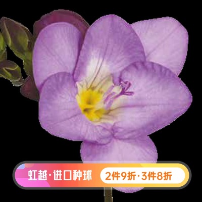 虹越2023进口小苍兰裸球 香雪兰多年生观赏花卉裸球花卉s507