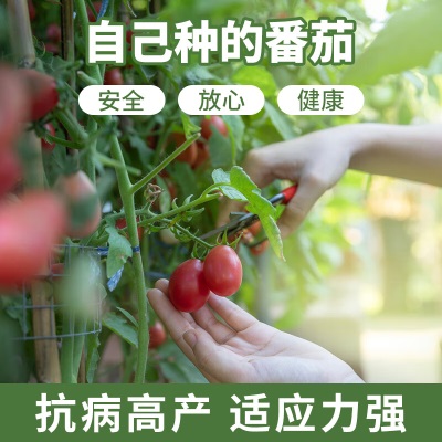 德沃多肥料种子番茄圣女果*3袋+生物有机肥250g草籽四季播种蔬菜花卉盆栽s509s509