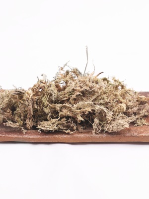 壹分皿水苔肉肉植物造景造型苔藓微观瓶多肉植物迷你植物栽培介质s510