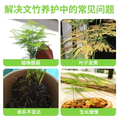 德沃多肥料 文竹专用植物营养液500mLs509s509
