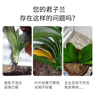 德沃多肥料君子兰型缓释复合肥500g园艺绿植盆栽通用花肥料促花壮根氮磷钾肥s509