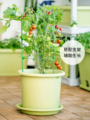 爱丽思园艺家庭阳台庭院塑料种菜盆 爱丽丝圆形蔬菜植物种植花盆s512