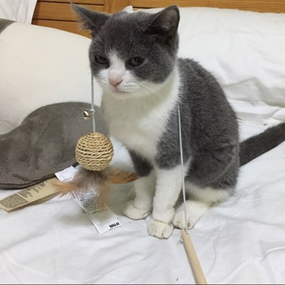 猫玩具逗猫棒老鼠斗猫棒逗猫解闷神器磨牙棒啃咬耐咬宠物猫咪用品