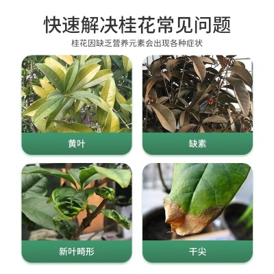 德沃多肥料桂花型缓释复合肥500g园艺盆栽植物养花肥料叶面肥有机氮磷钾肥s509