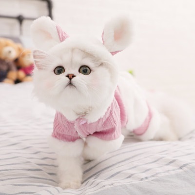 华元宠具（hoopet）猫咪衣服幼猫可爱四脚装冬季冬天保暖布偶猫无毛猫衣服宠物防掉毛s514