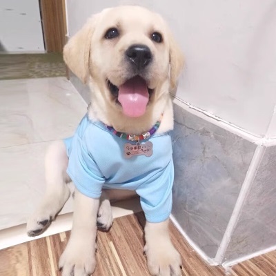 华元宠具（hoopet）狗狗衣服薄款金毛拉布拉多柴犬夏天大狗背心防掉毛中型大型犬宠物s514